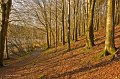 16. Autumn in Rossmore - Fallen leaves at Preistfield lake.